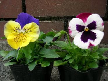 bycolourpansies